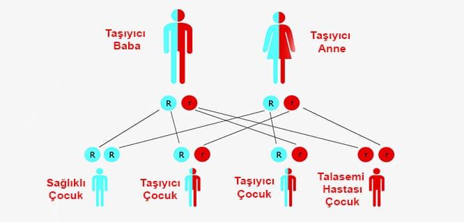 Talasemi (Akdeniz Anemisi)